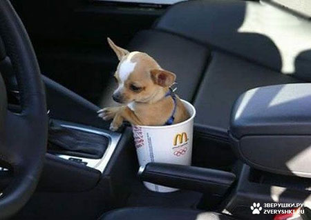 Малышка в кружке :) (2 фото)