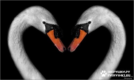 ��������� ��������