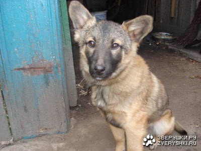 Малыш Мухарчик (3 Фотографии)