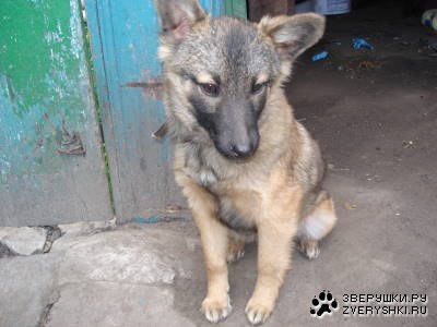 Малыш Мухарчик (3 Фотографии)