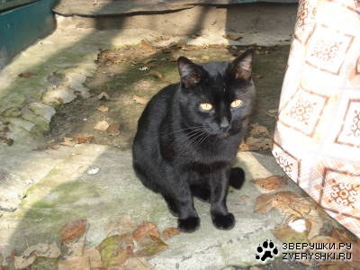 Чёрное чудо по кличке Тимка