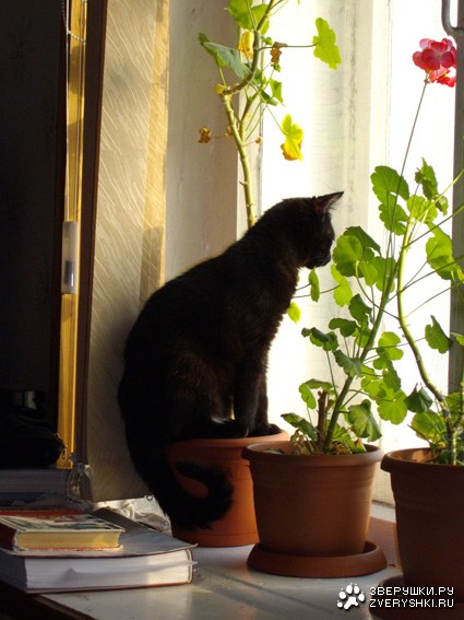 Из цветочного горшка лучше видно ;) Из цветочного горшка лучше видно ;)