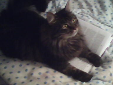 Кот учёный :) Кот учёный :)