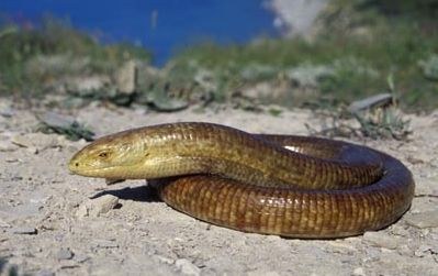 Подобные змеям Подобные змеям