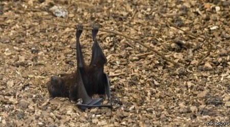 Ленивая летучая мышь :) Ленивая летучая мышь :)