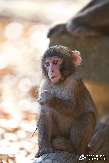 Позитивная подборка обезьянок (17 фото) Позитивная подборка обезьянок (17 фото)
