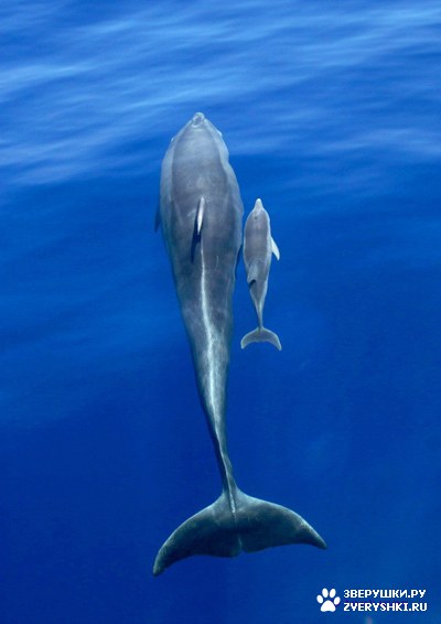 �������� (6 ����)