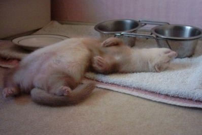 ������ �������� :) (2 ����)