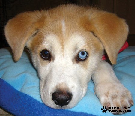 ����� - ����� :) (7 ����)