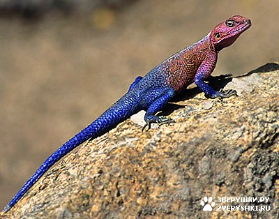 ����� ���������� (Agama agama)  