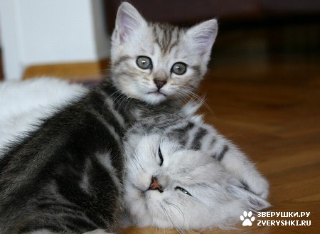 ���������� ��� ���! :)