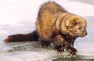 �����, �����, ��� ������-�������  