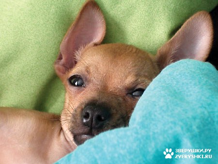 ���� - �����-��� :)