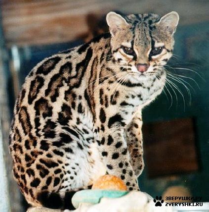 Маргай, или длиннохвостая кошка