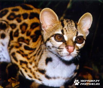 Маргай, или длиннохвостая кошка