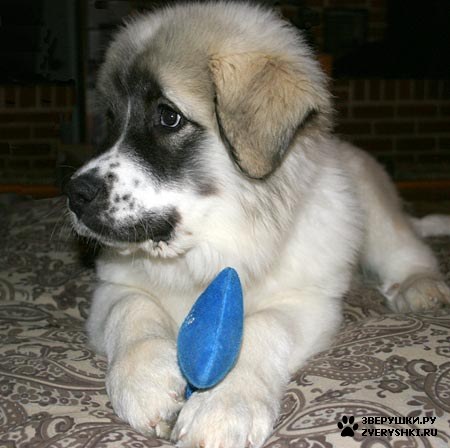 �������� (8 ����) :)