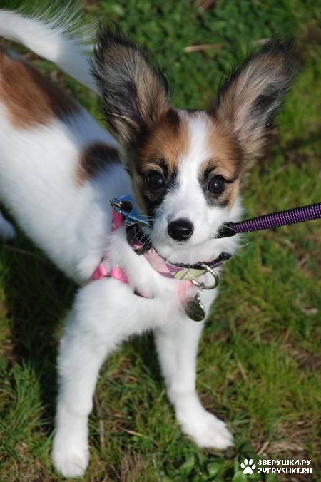 ���������� :) (11 ����)