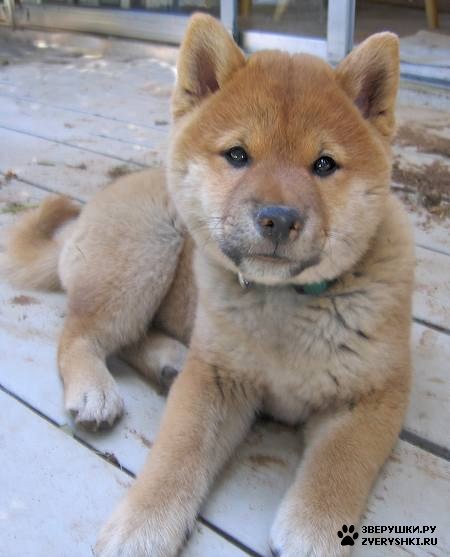 ���� :) (10 ����)