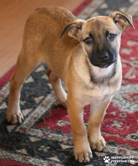 ����� :) (12 ����)