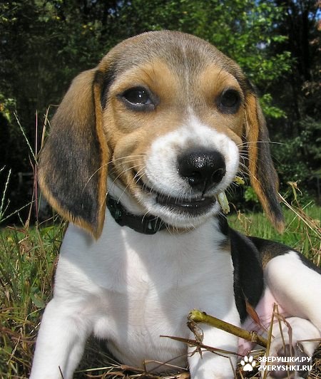 Вильбур :) (9 фото)