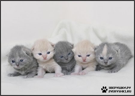 �����-����� ���������� :) (2 ����)