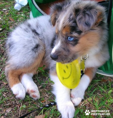 ��� :) (11 ����)