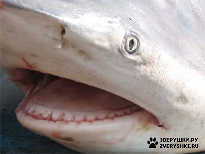 ����� � ���� (8 ����)