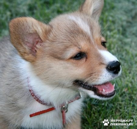 ���� :) (12 ����)