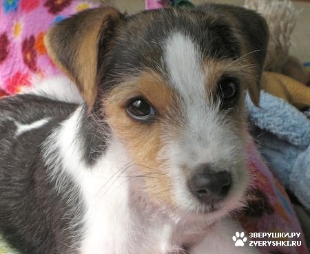 ������ - �������� ��������� :) (13 ����)