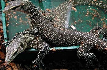 ������������ ����� ������ (Varanus jobiensis)