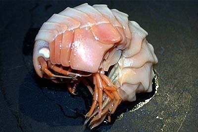 �������������� ��������