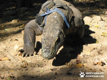 ������������ ���� - ������ (7 ����)