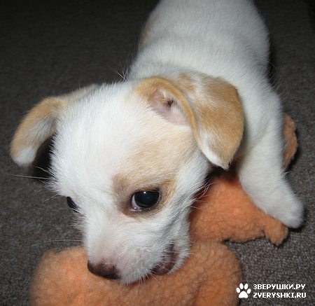 ����, ������ �����-��� :) (13 ����)