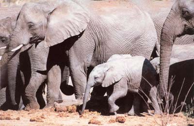 национальный парк Свазиленда :) (5 фото)
