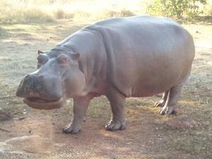 национальный парк Свазиленда :) (5 фото)