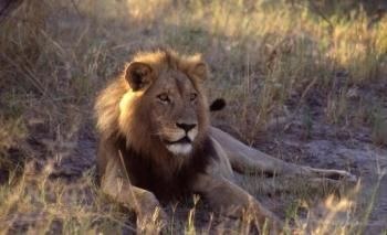 национальный парк Свазиленда :) (5 фото)