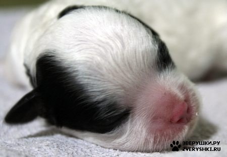 ���� - �� ��� :) (16 ����)