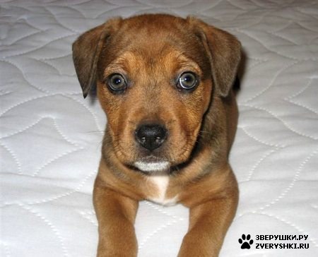 Бэйли - ротвейлер :) (16 фото)