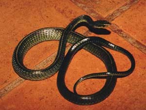 Зипа (Chironius carinatus)