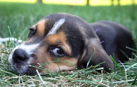 Красавец бигль :) (13 фото)