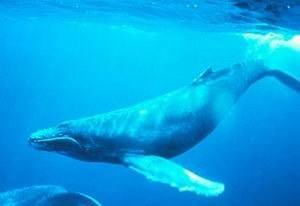 Китобойная комиссия ограничила Гренландию и Японию