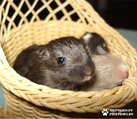 Чудо в корзинке :)