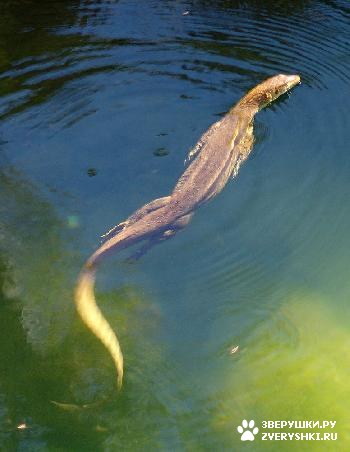 Полосатый, или азиатский водный варан (4 фото)