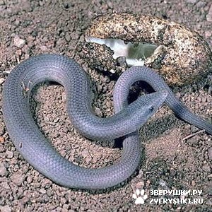 ����� ��� �������� ������� ����� � �����