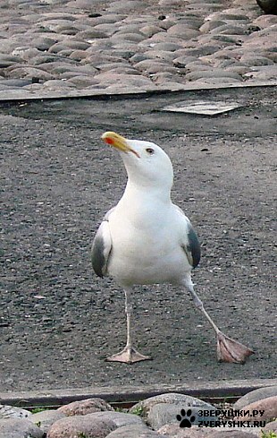 ��������� �������� :)