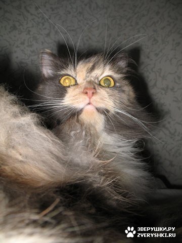 ������� �� ����� ����� (17 ����������)