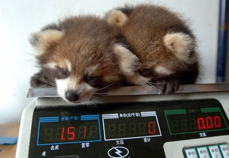 ��������� ��������