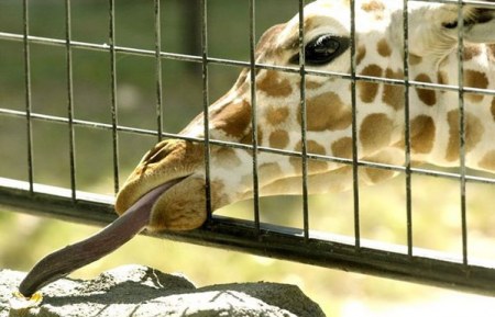 ��������� ��������