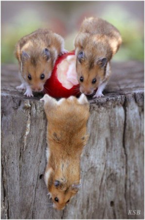 ��������� ��������