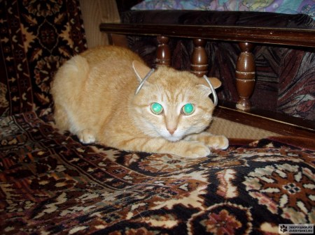 ��������� ��������